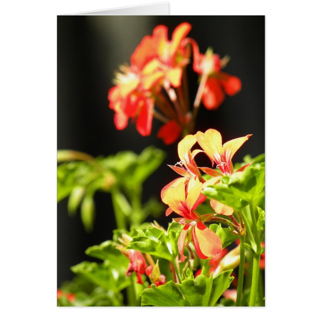 Fleurs ukrainiennes (Devant)