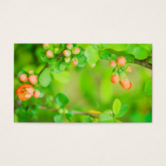 Fleurs vertes et rouges fraîches