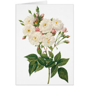 Fleurs vintages Flore Blush Noisette Rose Redoute