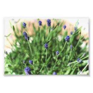 Fleurs violettes - Impression photo