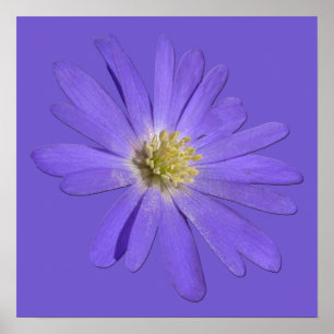 Fleurs violettes Imprimer Bleu Faisceaux Poster d'