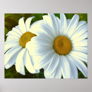 Fleurs violettes Imprimer Classic Daisies Poster I