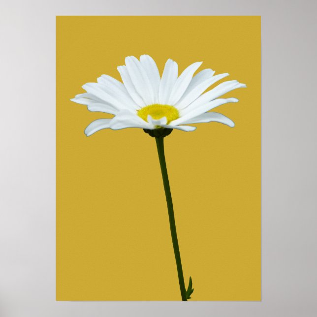 Fleurs violettes Imprimer Classic Daisies Poster I (Devant)