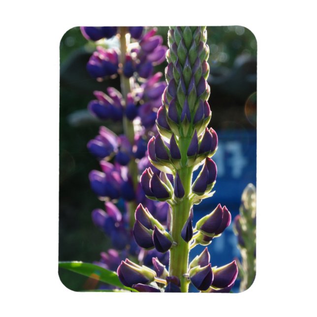 Fleurs violettes Magnet photo (Vertical)