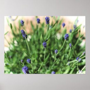 Fleurs violettes - Poster