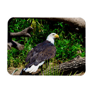 Flexible Aigle de Bald - Magnet