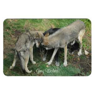 Flexible Alpha Homme, Femme Loup Gris & Pup Wildlife Magnet
