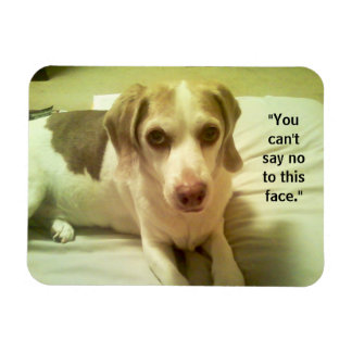 Flexible Beagle "Can't Say No to this Face" 3x4 Magnet