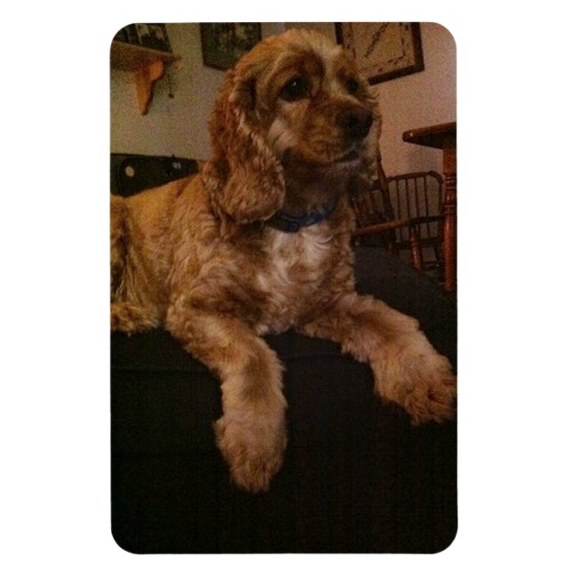 Flexible Cocker Spaniel Magnet (Vertical)
