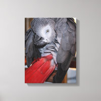 Flexible Congo African Grey Parrot with Red Tail