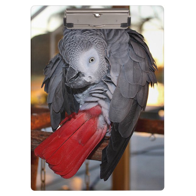 Flexible Congo African Grey Parrot with Red Tail Clipboard (Front)