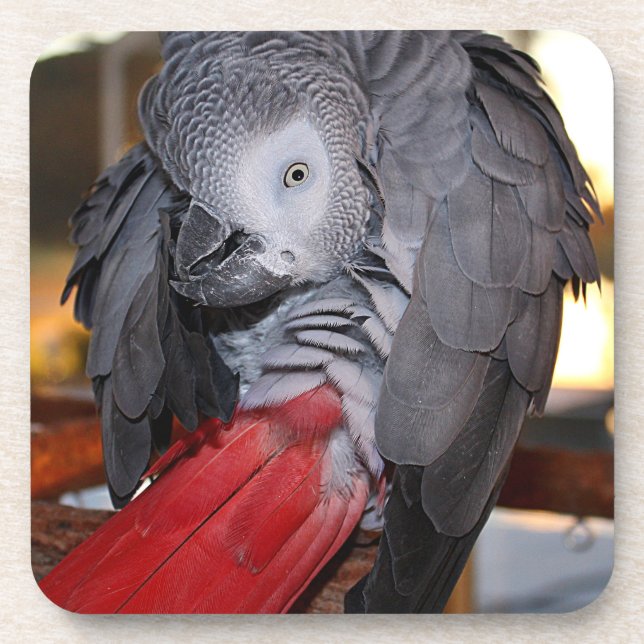 Flexible Congo African Grey Parrot with Red Tail Coaster (Front)