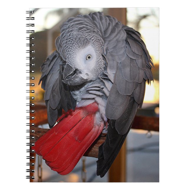 Flexible Congo African Grey Parrot with Red Tail Notebook (Front)
