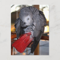 Flexible Congo African Grey Parrot with Red Tail