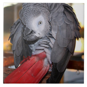 Flexible Congo African Grey Parrot with Red Tail Tile