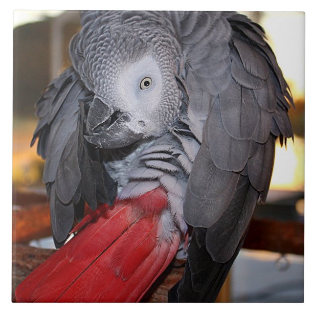Flexible Congo African Grey Parrot with Red Tail Tile (Front)