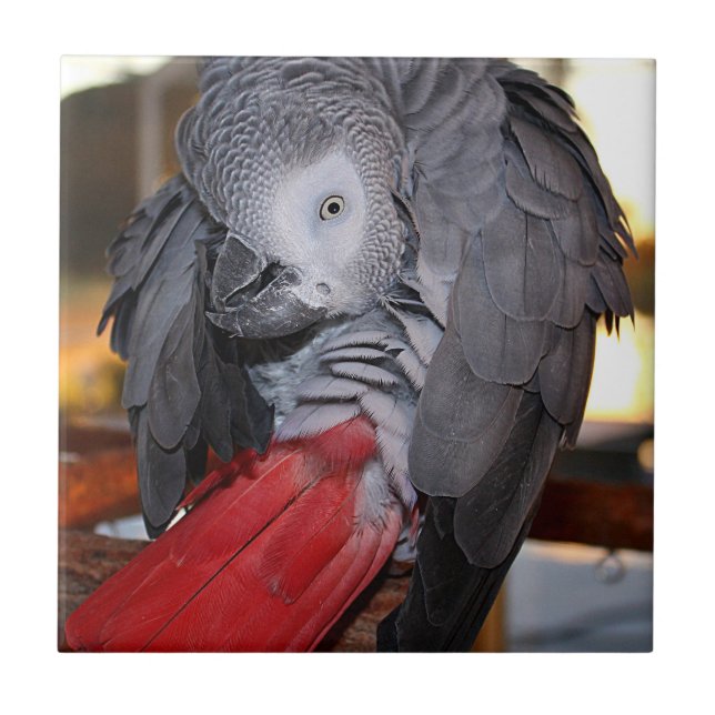 Flexible Congo African Grey Parrot with Red Tail Tile (Front)
