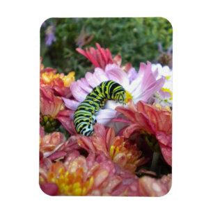 Flexible Cute Caterpillar sur Bed of Mums Magnet