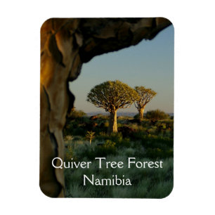 Flexible Forêt de quiver, Magnet de Namibie