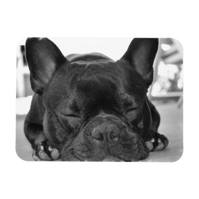 Flexible French Bulldog Premium Magnet (Horizontal)