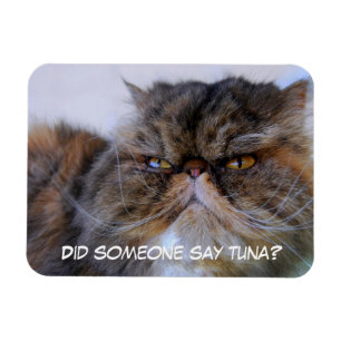 Flexible Funny Calico Persian Chat Magnet Premium