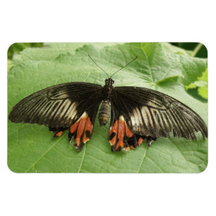 Flexible Joli Papillon noir rouge et or Flexi Magnet