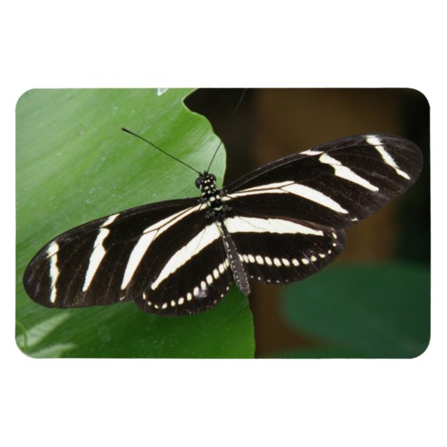 Flexible Joli Papillon Zèbre Longwing Flexi Magnet (Horizontal)