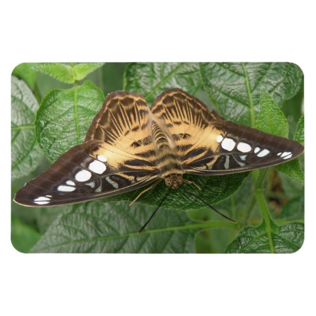 Flexible Joli trompe-papillon Tropical Magnet Premium (Horizontal)