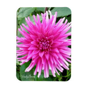 Flexible Magnet avec dahlia de cactus roses aux pointes bla