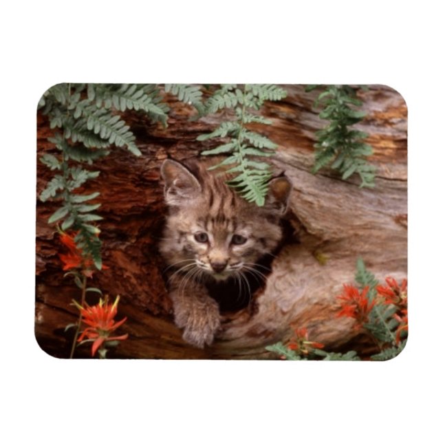 Flexible Magnet Bobcat Kitten (Horizontal)