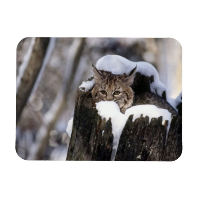 Flexible Magnet Bobcat Kitten (Horizontal)