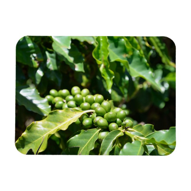 Flexible Magnet de baies de café vert (Horizontal)