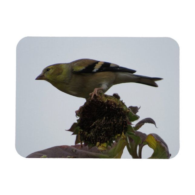 Flexible Magnet de perche de tournesol Goldfinch (Horizontal)