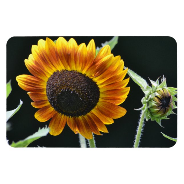 Flexible Magnet de tournesol (Horizontal)