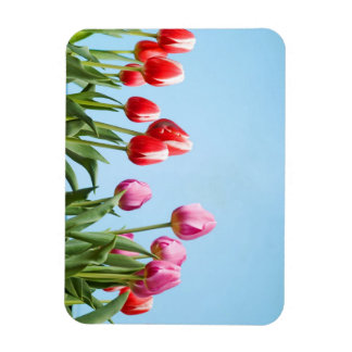 Flexible Magnet des Tulipes du printemps