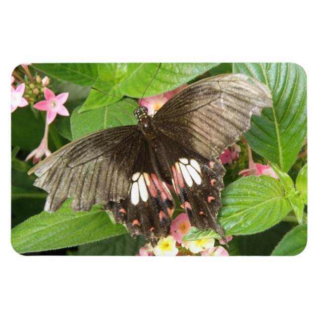 Flexible Magnet Flexi Macro de papillon à queue épaisse (Horizontal)