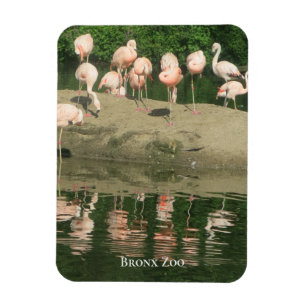 Flexible Magnet - les Flamants roses au zoo de Bronx