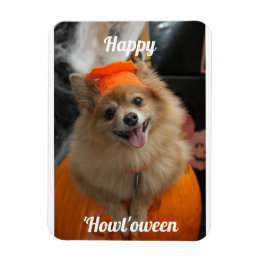 Flexible Magnet photo de chien Citrouille mignon