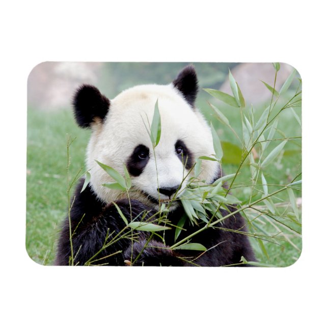 Flexible magnet Photo giant panda , animals 0167. (Horizontal)