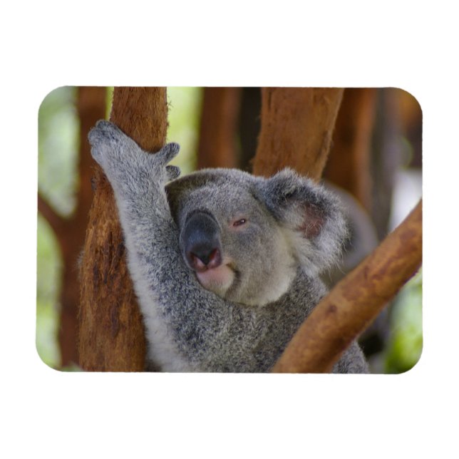 Flexible Magnet photo Koala (Horizontal)