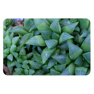 Flexible Magnet Plante de Green Haworth