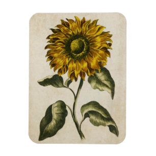 Flexible Magnet vintage de tournesol floral