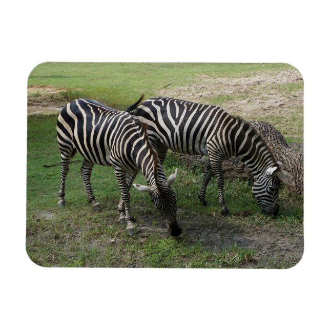 Flexible Magnet Zebra #2 (Horizontal)