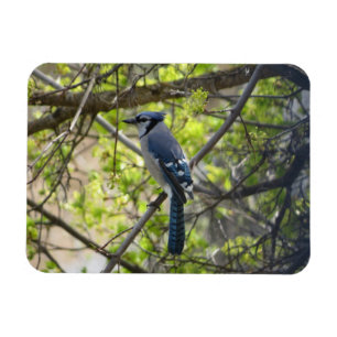 Flexible Magnifique Geai Bleu Magnet