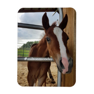Flexible Milton Lundi Magnet