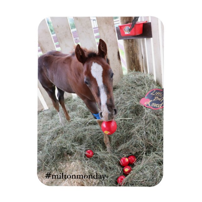 Flexible Milton Monday Magnet (Vertical)