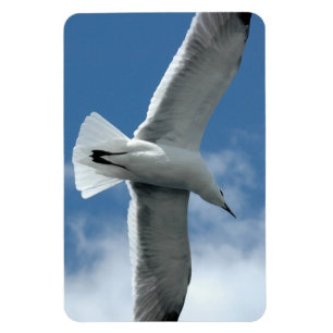 Flexible Mouette blanche volant Flexi Magnet