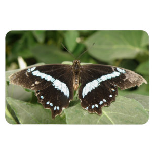 Flexible Papillon tropical noir et blanc Magnet Flexi