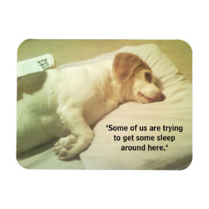 Flexible Photo Beagle "Essayer de dormir" Magnet 3x4