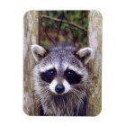 Flexible Photo Magnet w/ raccoon